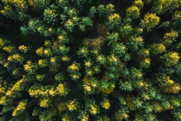istock Top down view of a forest in autumn colors 1153590892