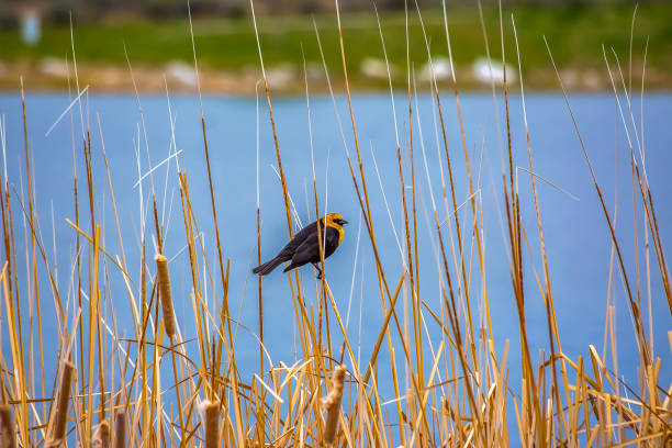 istock Small bird perching on a slim brown grass that grows around a lake 1153590950