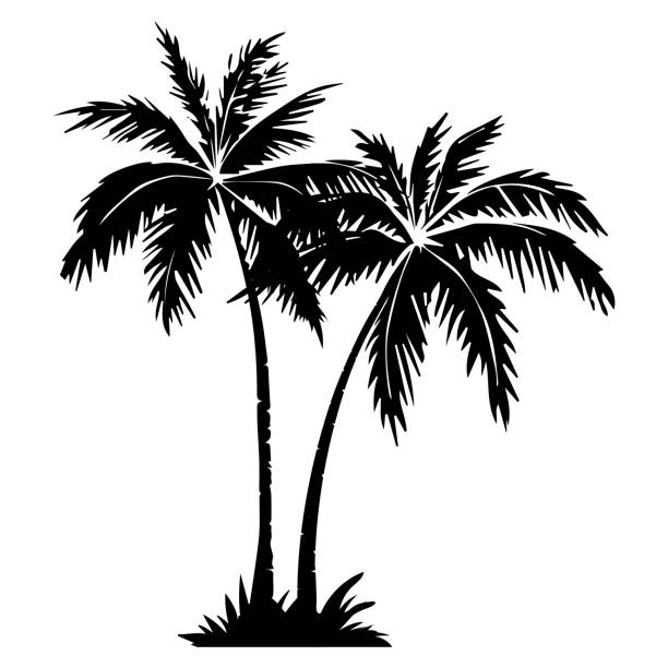 Palm tree silhouette. Palm tree silhouette. 2 palm trees isolated on white background. Vector illustration. for print, icon design, web, home decor, fashion, surface, graphic design black and white beach stock illustrations