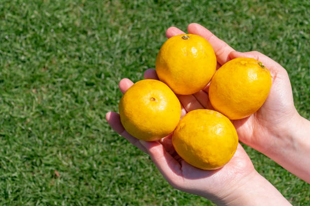 istock Lemonade fruit on green grass. Lemonade fruit (Citrus limon x reticulata) is a citrus fruit that is a hybrid between a mandarin orange and a lemon. 1153593755