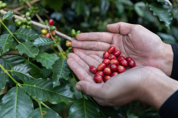 istock Hand holding ripe coffee bean,Worker harvest Arabica Coffee Bean from coffee Tree 1153594024