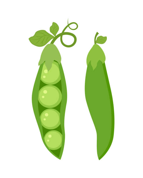 ilustrações de stock, clip art, desenhos animados e ícones de set of two  green peas isolated on white background vector illustration. - ervilha