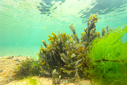 Sea weeds green on the ocean floor off the coast of Brittany, France during a beautiful summer day.