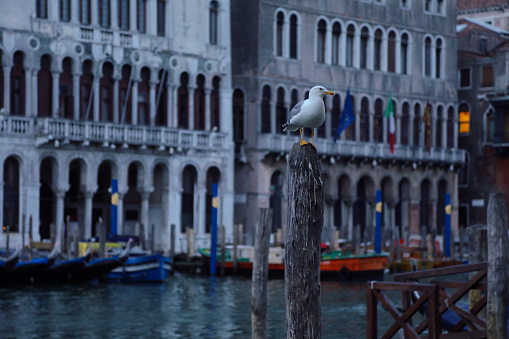 Venice Italy Grand canal gondola beautiful morning