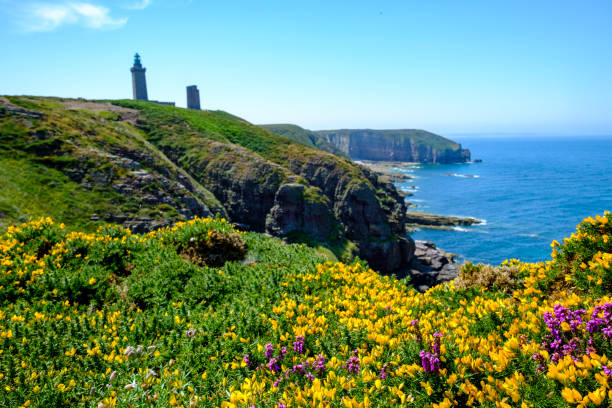 acantilados de cap frehel con flores de color amarillo y flor de brezo violeta y faro. bretaña, francia - frehal fotografías e imágenes de stock