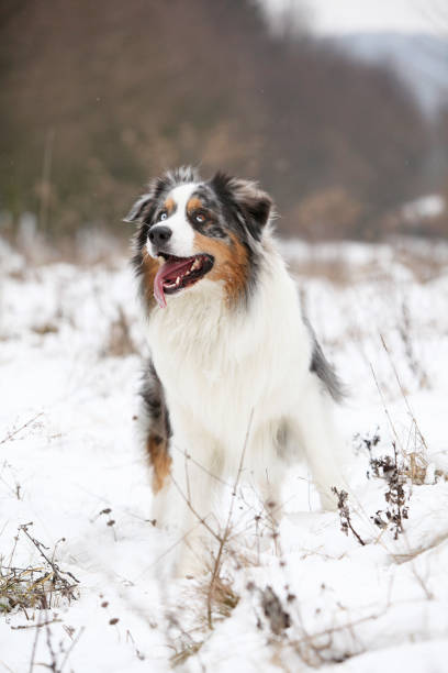 istock Amazing australian shepherd in winter 1153596895