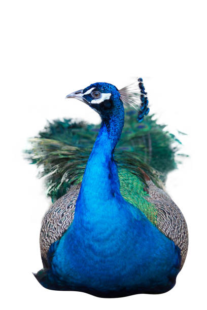 흰색 바탕에 남성 공작 - close up peacock animal head bird 뉴스 사진 이미지