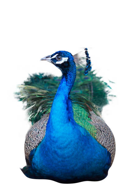istock Male peacock on a white background 1153597120