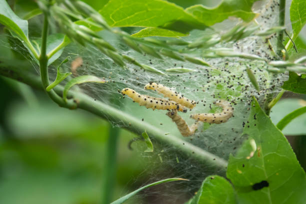 istock Yponomeuta Moth Caterpillars in Springtime 1153597756