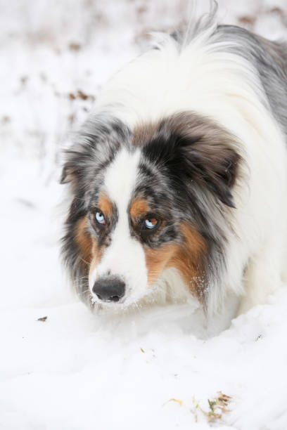 istock Amazing australian shepherd in winter 1153598706