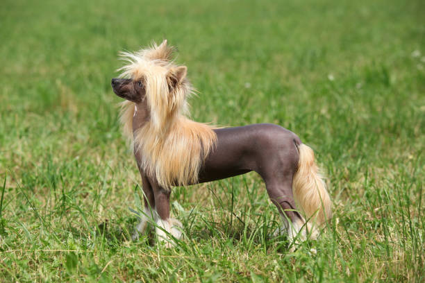Portrait of Chinese Crested Dog stock photo