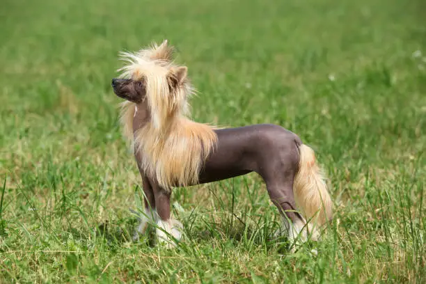 Portrait of amazing Chinese Crested Dog in summer