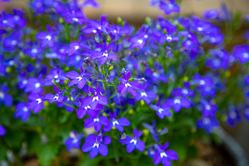 Blue Trailing Lobelia Sapphire flowers