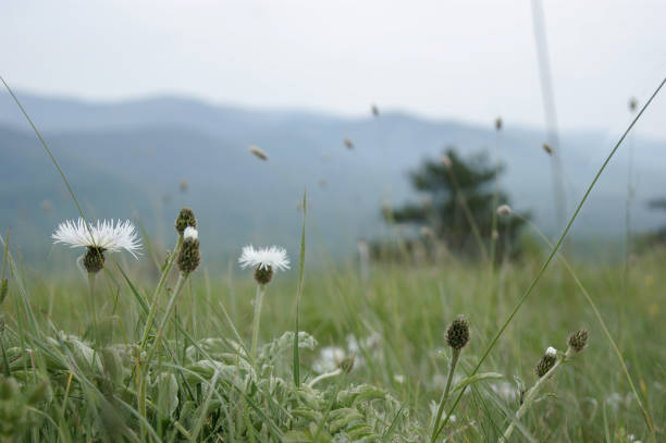 Landscape with white cornflowers in the foreground and blurred blue mountains and a pine tree in the background. Selective focus.