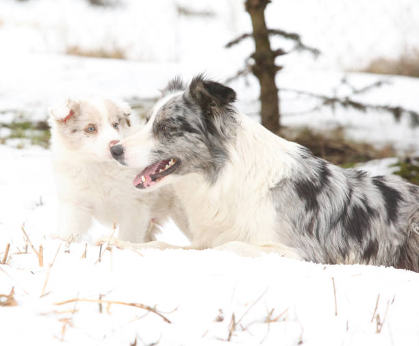 istock Border collie puppy playing with mother 1153600682