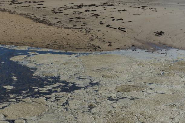 istock Sea foam on water 1153602526
