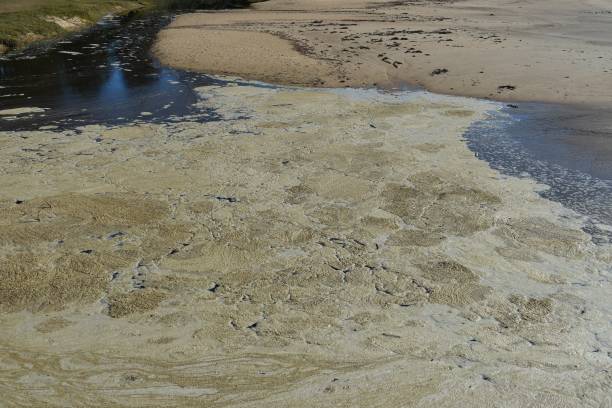 istock Sea foam with a creek background 1153602575