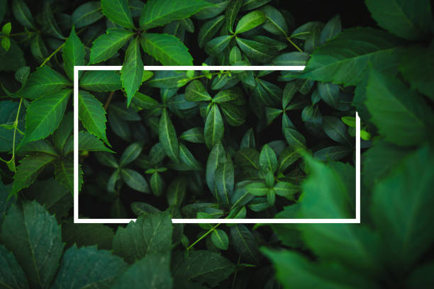 istock White frame on fresh green leaves background 1153605818