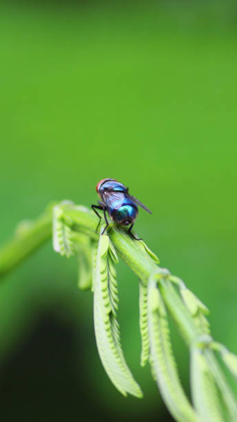 istock Blowfly on plant branch 1153606009