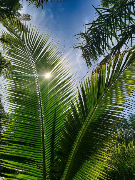 istock Palm oil branches, Thailand 1153607426