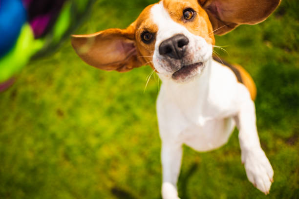 istock Dog beagle jumps to grab a toy 1153609444