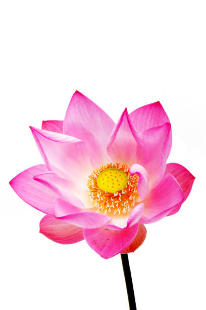 istock lotus flower isolated on white background. 1153611917