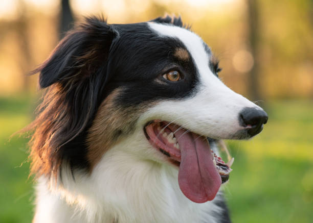 istock Australian Shepherd dog at park 1153612317