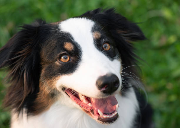 istock Australian Shepherd dog at park 1153612374