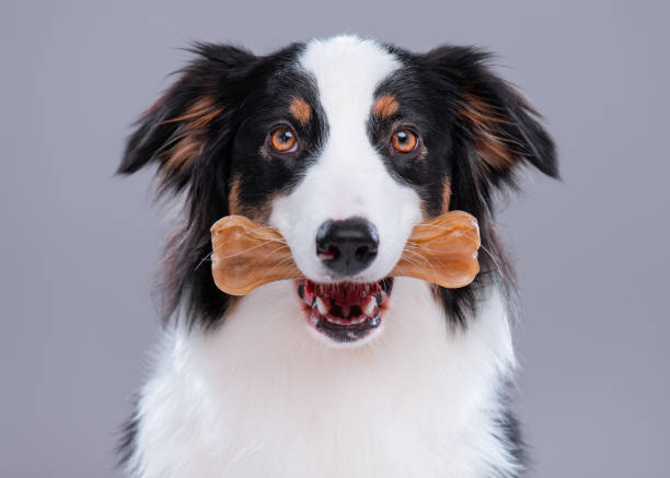 istock Australian Shepherd dog on gray 1153612474
