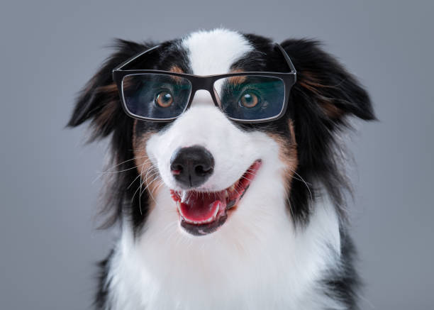 istock Australian Shepherd dog on gray 1153612598