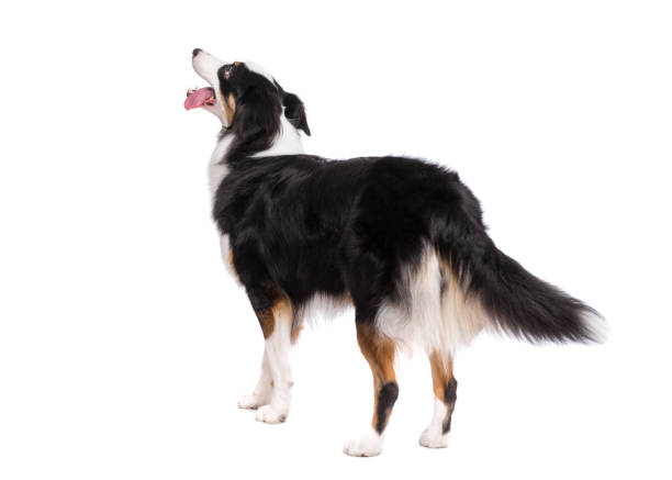 istock Australian Shepherd dog on white 1153612853