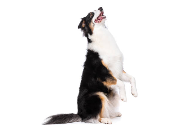 A large multi-coloured dog sits obediently in a studio set with a white background, as he poses for a portrait.  He has a curious expression on his face and appears content.