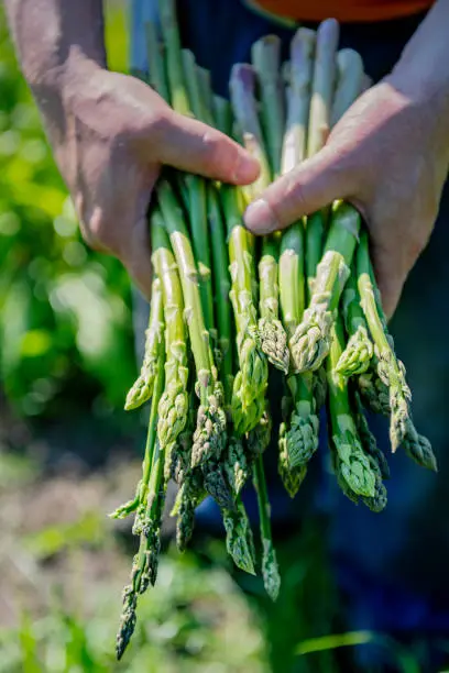 Close up detail shot of a farmer’s hand holding a bunch of freshly cut asparagus stalks. Colour, vertical format with some copy space. Photographed on an organic farm on the island of Møn in Denmark.
