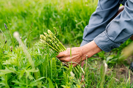 Shot of a farmer’s hand as he cuts an asparagus stalk. Colour, horizontal format with some copy space. Photographed on an organic farm on the island of Møn in Denmark. You can tell it is an organic farm because of all the weeds growing around the asparagus plants. Obviously no weed killers are used to control the weeds and therefore picking the asparagus stalks is slow and time consuming business.