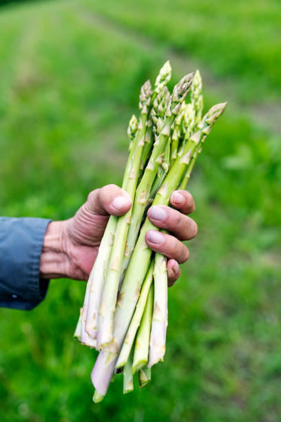 istock Organic Asparagus Harvesting 1153614620