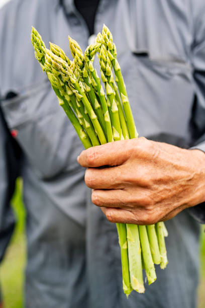 istock Organic Asparagus Harvesting 1153614984