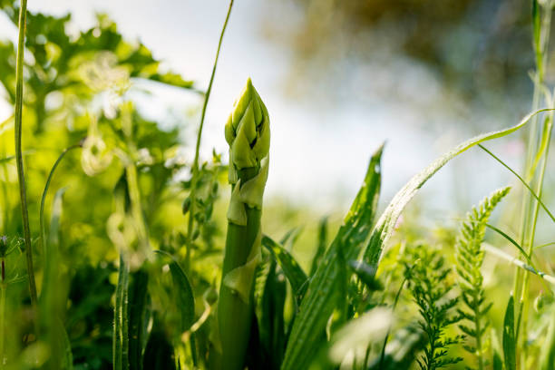 Close up of an asparagus stalk that is ready for harvesting. Colour, horizontal format with some copy space. Photographed on an organic farm on the island of Møn in Denmark. You can tell it is an organic farm because of all the weeds growing around the asparagus plants. Obviously no weed killers are used to control the weeds and therefore picking the asparagus stalks is slow and time consuming business.