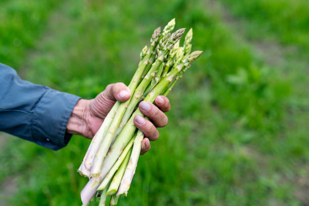 istock Organic Asparagus Harvesting 1153615173