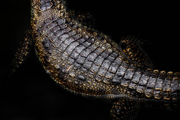 istock Top view of crocodile 1153616401
