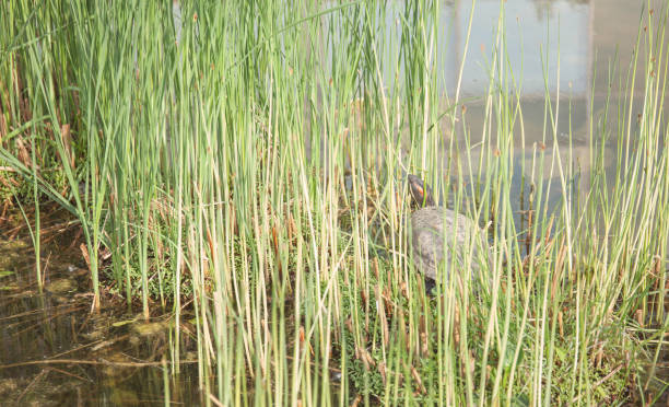 Red-eared turtle In the thickets of grass on the pond coahuilan red eared turtle stock pictures, royalty-free photos & images