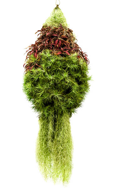 istock Hanging houseplant isolated 1153616837