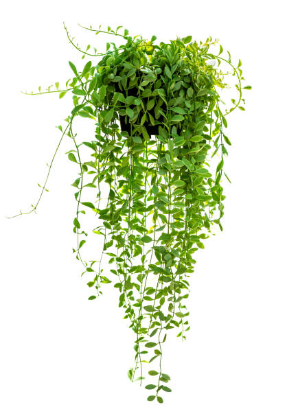 istock Hanging houseplant isolated 1153617027