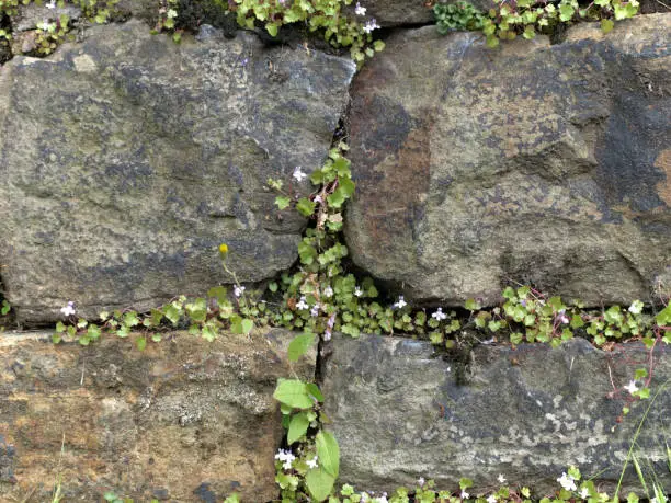 wild flowers growing out of a quarrystone wall