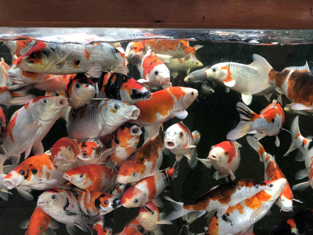 Stock photo showing red and white kohaku young koi carp in glass side pond in and aquatic garden centre supplies, These koi carp are displayed for sale at garden centre / aquarium aquatic pet shop. imagen de los peces carpa koi joven en vidrio lado estanque de la ventana nadando en el shoal con colores brillantes de color rojo, blanco, negro, kohaku, sanke, showa variedades para la venta en la tienda de animales acuáticos centro de acuario acuático