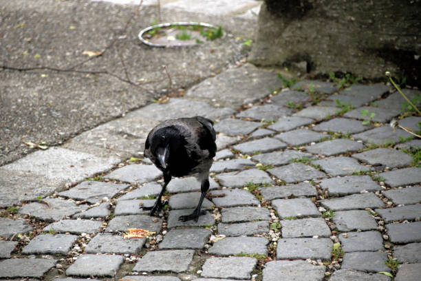 istock The large gray crow want to know the man intention 1153618541