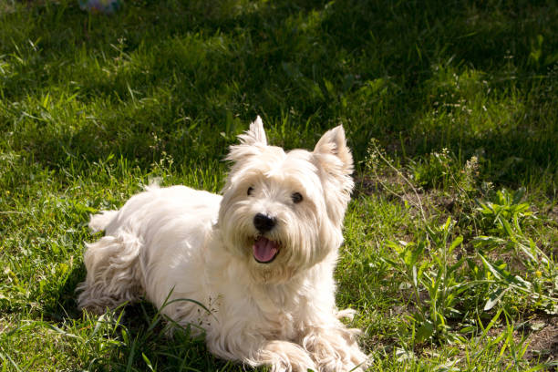 istock The West highland white Terrier on a green lawn. 1153618686