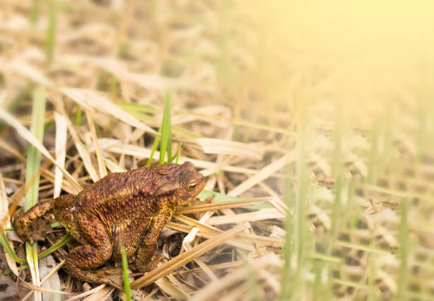 istock Big brown frog sitting on the grass at suny day. Space for text 1153620870