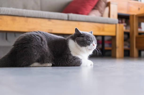 istock Cute british shorthair, indoor shot 1153623583