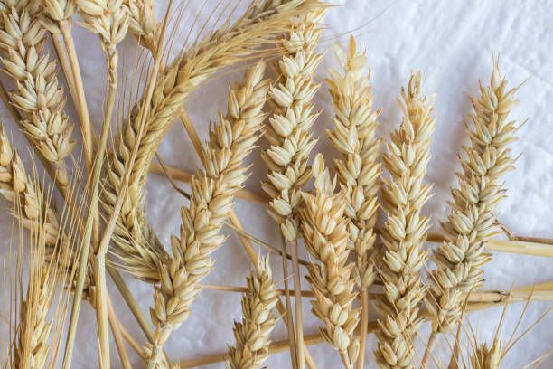 istock Spikelets of wheat on a white background. Top view 1153628872