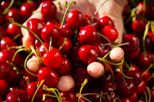 istock man with freshly collected cherries in his hand 1153628930